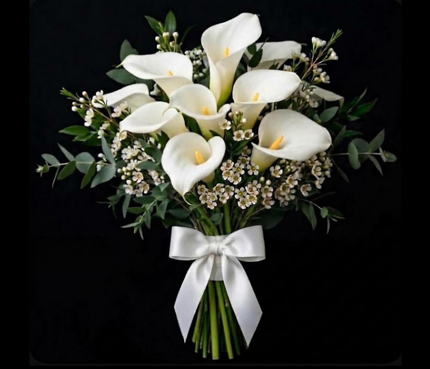 WHITE ARUM LILIES