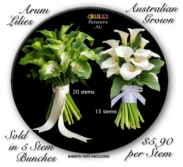 ARUM LILIES