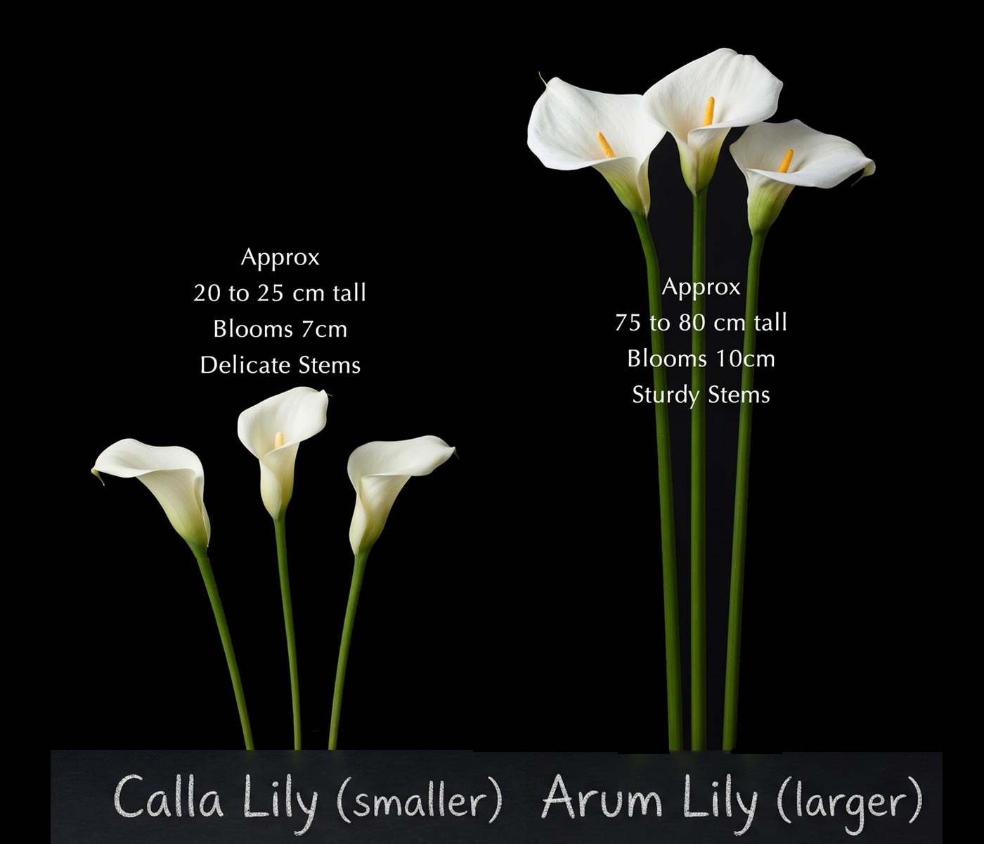 CALLA ARUM COMPARISON